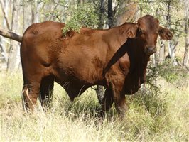 300  Charolais X Droughtmaster Steers