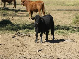 300  Charolais X Droughtmaster Steers