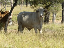 300  Charolais X Droughtmaster Steers