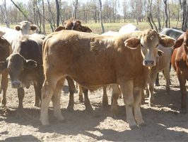 300  Charolais X Droughtmaster Steers