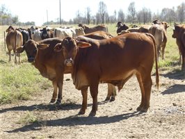 300  Charolais X Droughtmaster Steers