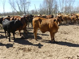 300  Charolais X Droughtmaster Steers