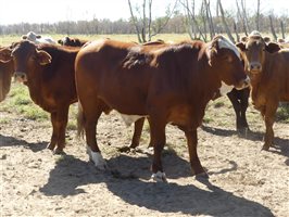 300  Charolais X Droughtmaster Steers