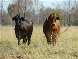 300  Charolais X Droughtmaster Steers