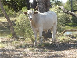 300  Charolais X Droughtmaster Steers