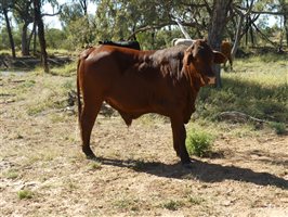 300  Charolais X Droughtmaster Steers