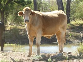 300  Charolais X Droughtmaster Steers