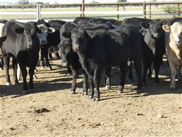 63  Angus X Ultrablack Weaners