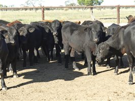 63  Angus X Ultrablack Weaners