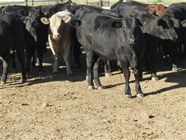 63  Angus X Ultrablack Weaners