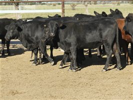 63  Angus X Ultrablack Weaners