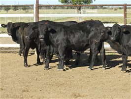 63  Angus X Ultrablack Weaners