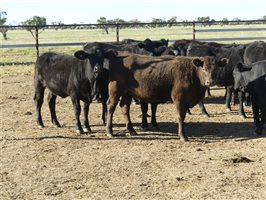 63  Angus X Ultrablack Weaners