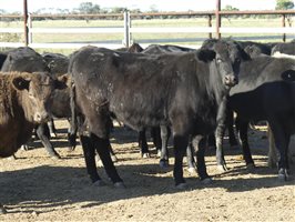 63  Angus X Ultrablack Weaners