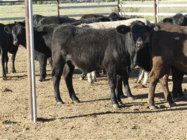 63  Angus X Ultrablack Weaners