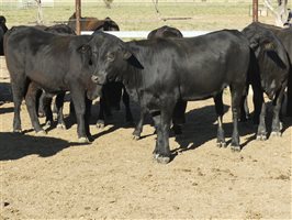 63  Angus X Ultrablack Weaners