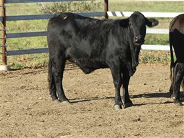 63  Angus X Ultrablack Weaners