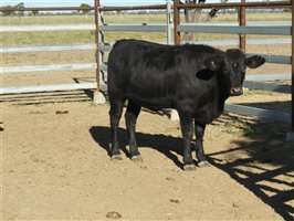 63  Angus X Ultrablack Weaners
