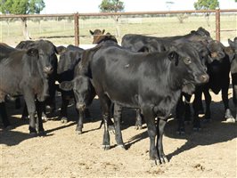 63  Angus X Ultrablack Weaners