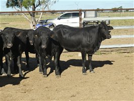 63  Angus X Ultrablack Weaners