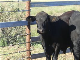68  Angus X Ultrablack Weaners