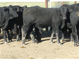 68  Angus X Ultrablack Weaners