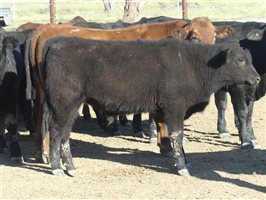 68  Angus X Ultrablack Weaners