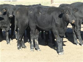 68  Angus X Ultrablack Weaners