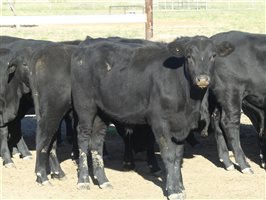 68  Angus X Ultrablack Weaners