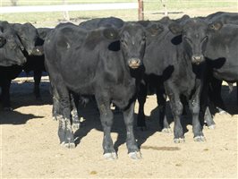 68  Angus X Ultrablack Weaners