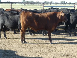 68  Angus X Ultrablack Weaners