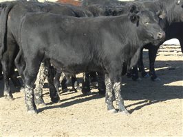 68  Angus X Ultrablack Weaners