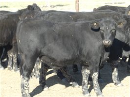 68  Angus X Ultrablack Weaners