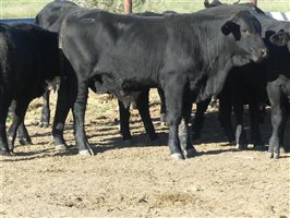 68  Angus X Ultrablack Weaners