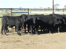 68  Angus X Ultrablack Weaners