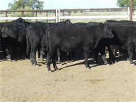 68  Angus X Ultrablack Weaners