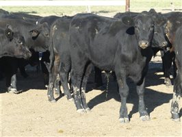 68  Angus X Ultrablack Weaners