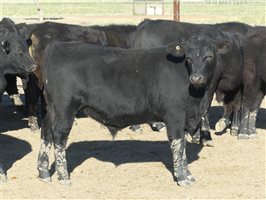 68  Angus X Ultrablack Weaners