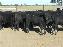 68  Angus X Ultrablack Weaners