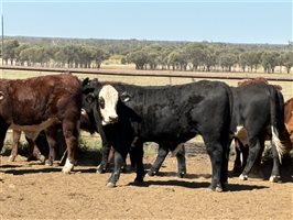 150  Simmental X Angus Weaners