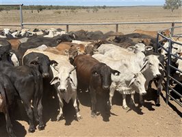 180  Angus X Brahman Other