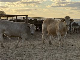 180  Angus X Brahman Other