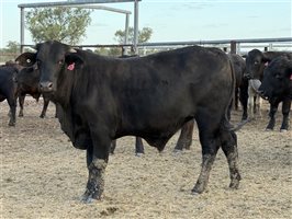 180  Angus X Brahman Other