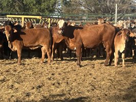 100  Brahman X Droughtmaster Cows & Calves