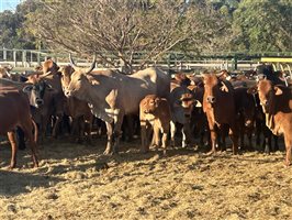 100  Brahman X Droughtmaster Cows & Calves