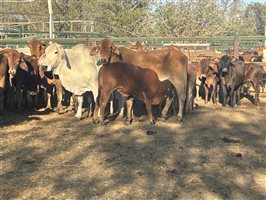 100  Brahman X Droughtmaster Cows & Calves