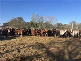 100  Brahman X Droughtmaster Cows & Calves