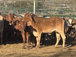 100  Brahman X Droughtmaster Cows & Calves