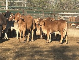 100  Brahman X Droughtmaster Cows & Calves