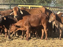 100  Brahman X Droughtmaster Cows & Calves